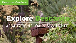 Investigate oak trees from the ground up and learn how these important trees survive.